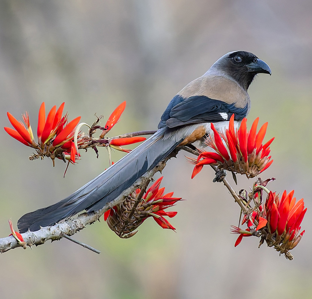 image Grey Treepie